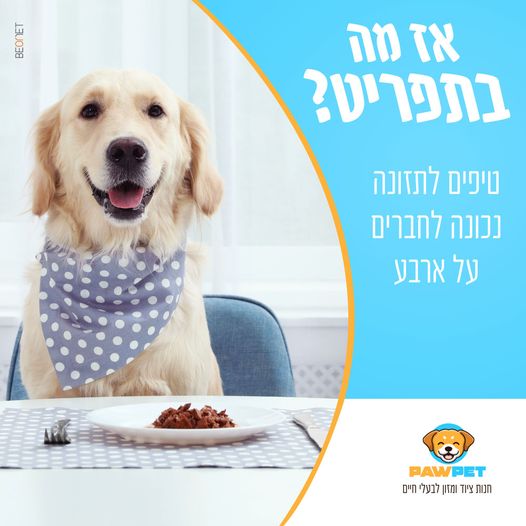 תזונה נכונה אצל כלבים